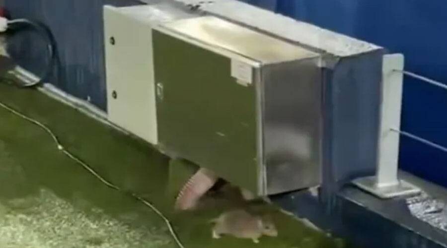 Rats at Camp Nou Stadium