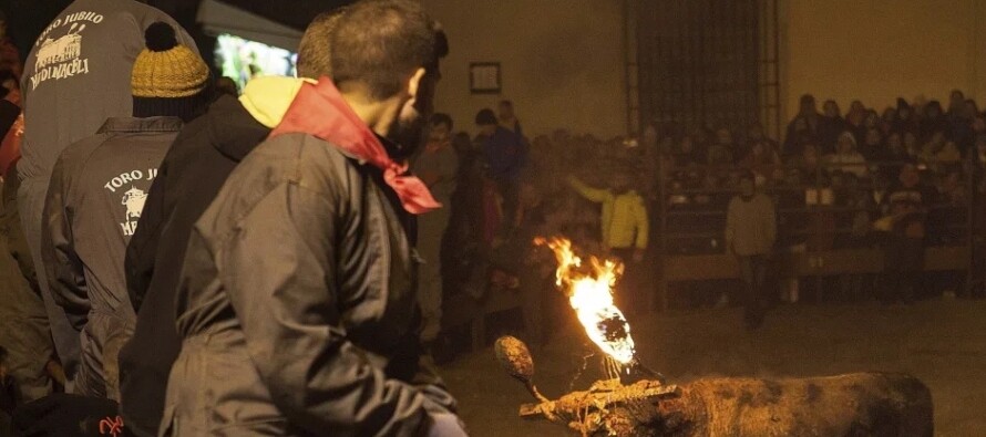 Spanish Court Suspends Toro Júbilo Festival