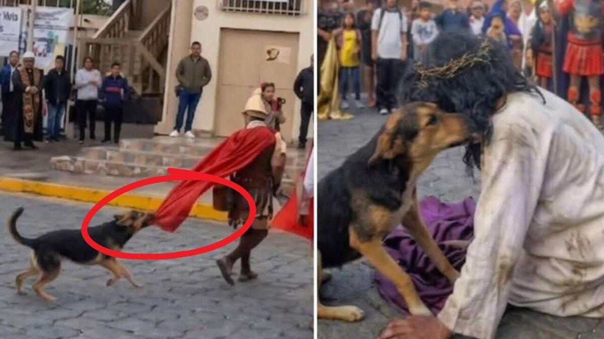 Stray Dog Becomes Hero of Holy Week in Spain
