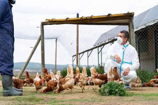 Низкий риск гриппа A(H5N1) для общественного здравоохранения