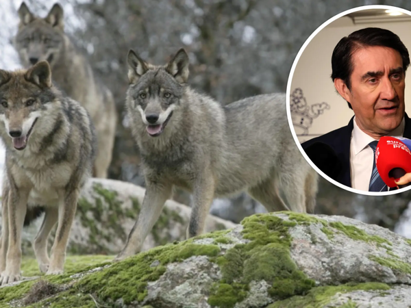 Concerns Over Wolf Management in Castilla y León