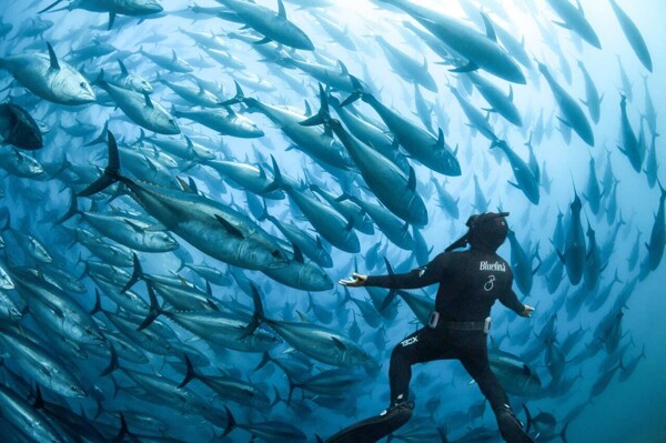 AI to Protect Whales in Strait of Gibraltar