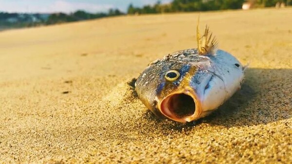 A 20% Annual Decline in the Number of Fish is Caused by Ocean Warming